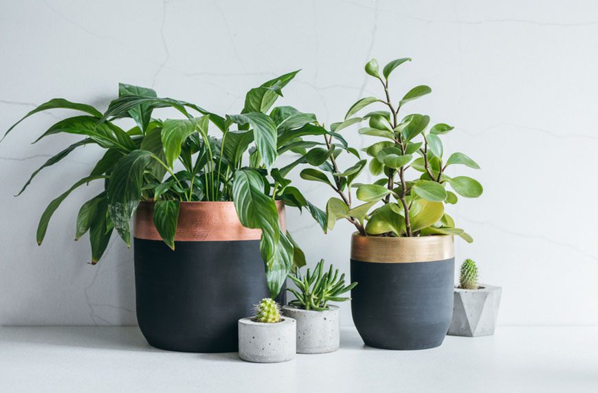 Improve The Appeal of Your Plant Pots