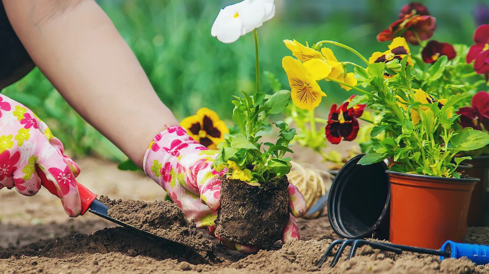 Plant Attractive, Inexpensive Flowers